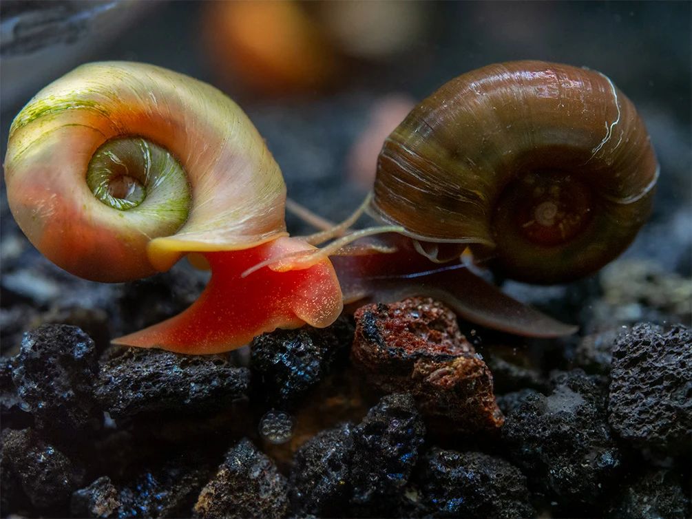 Ramshorn Snails
