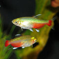 Rathbuni Tetra