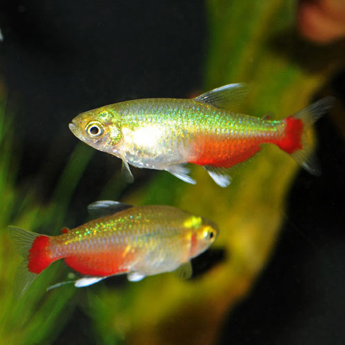 Rathbuni Tetra