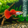 Red Blonde Guppy