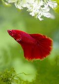 Red Halfmoon Bettas MALES
