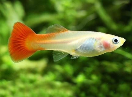 Red Blonde Guppy