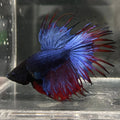 Red/Blue Crowntail Bettas MALES