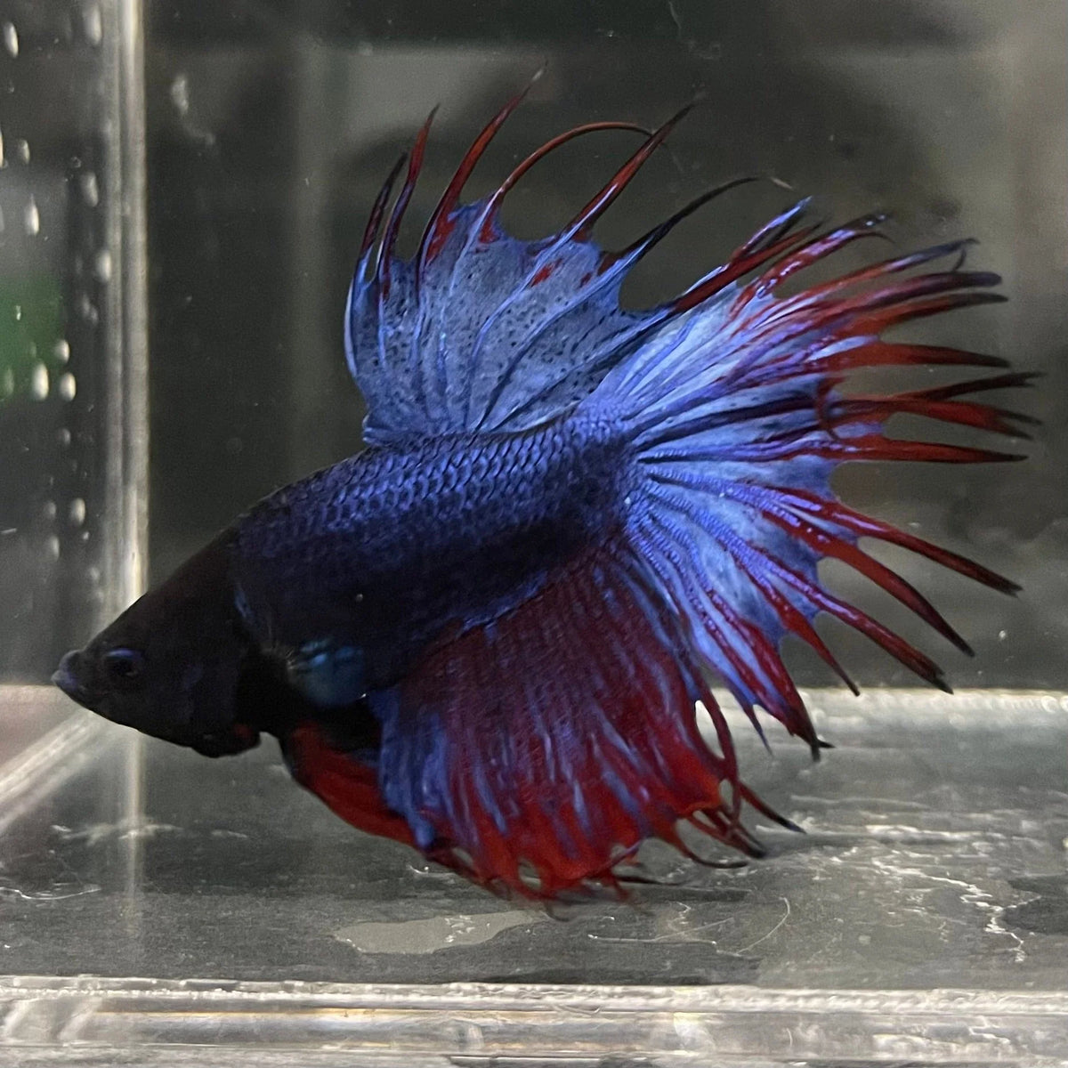 Red/Blue Crowntail Bettas MALES