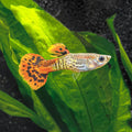 Red Cobra Guppy MALES