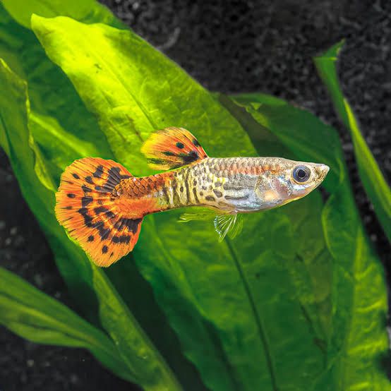 Red Cobra Guppy MALES