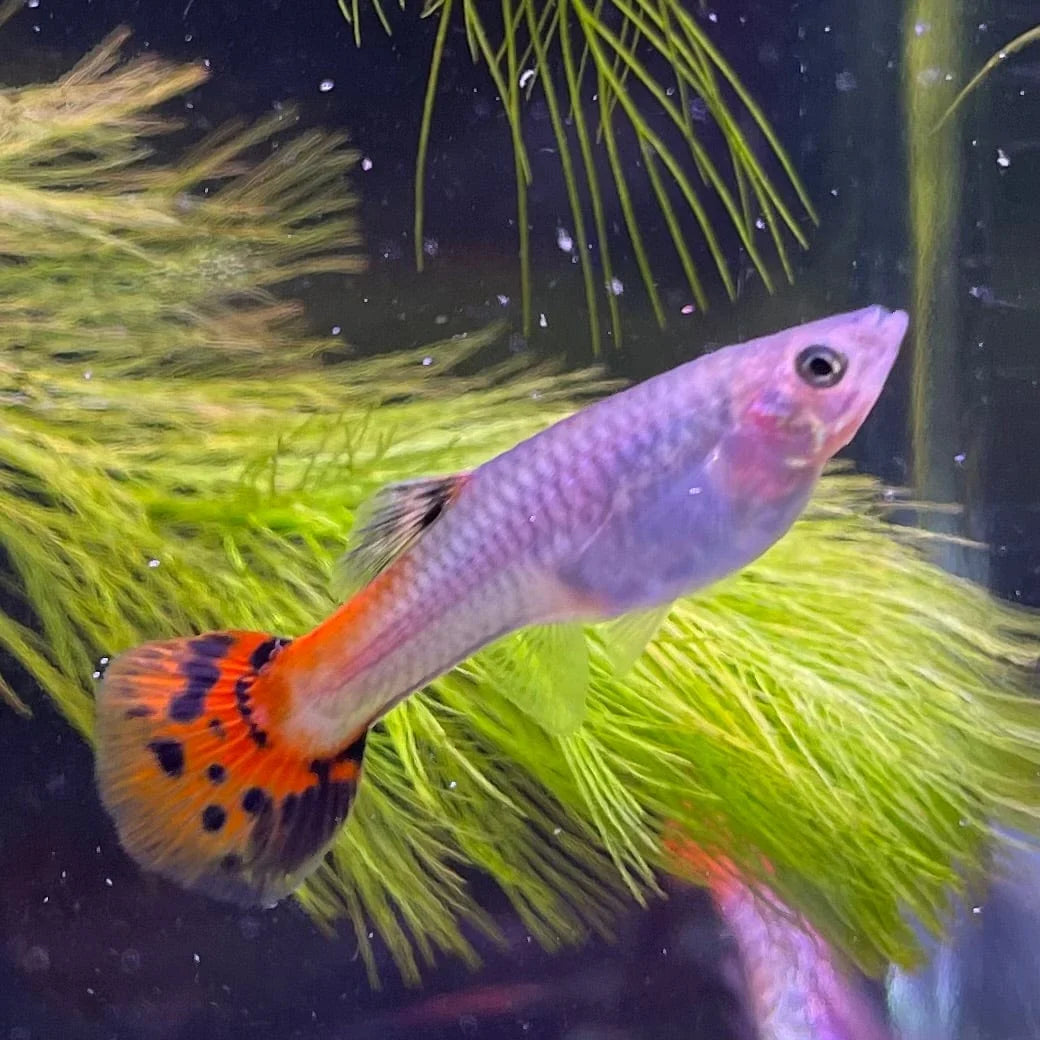 Red Cobra Guppy FEMALES