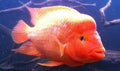 Red Devil