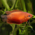 Red Dwarf Gourami (Males only)