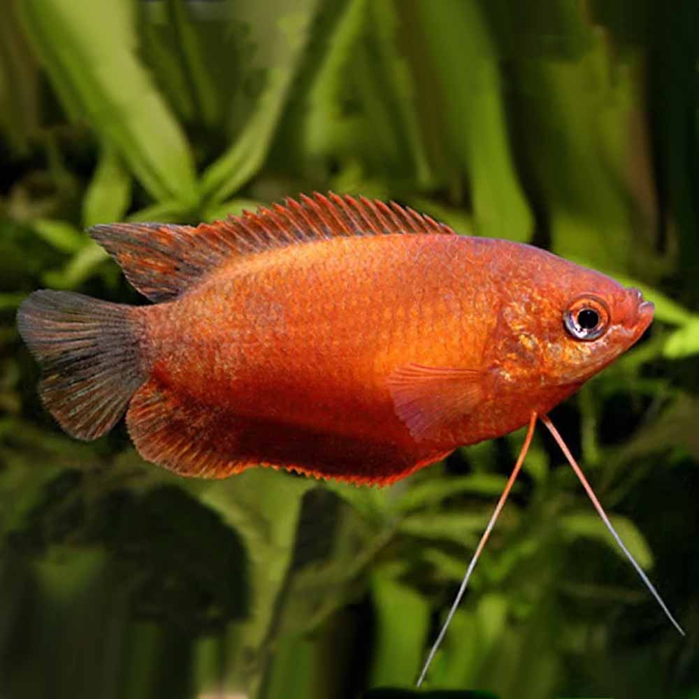 Red Dwarf Gourami (Males only)
