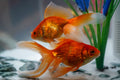 Red Fantail Goldfish