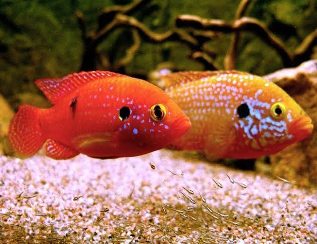 Red Jewel Cichlid