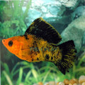 Red Leopard Mollies