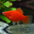 Red Mollies