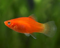 Red Platies