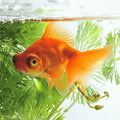 Red Telescopic