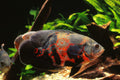 Red Tiger Oscar