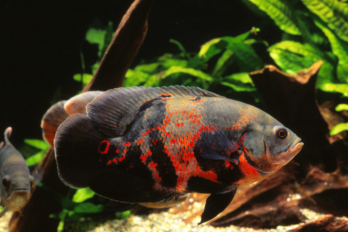 Red Tiger Oscar