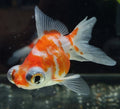 Red/White Telescopic