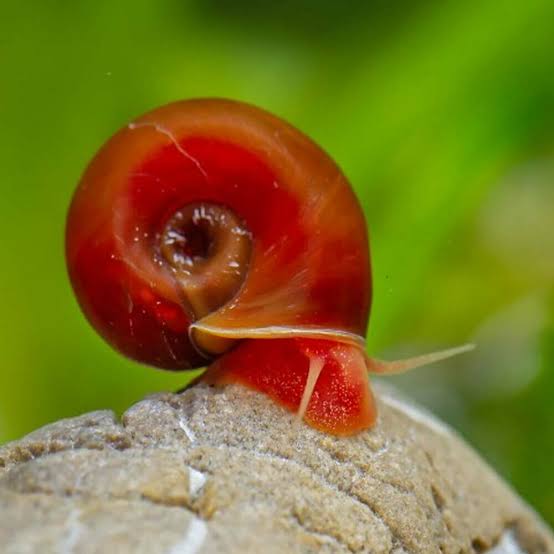 Ramshorn Snail