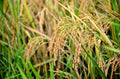 Rice Plant