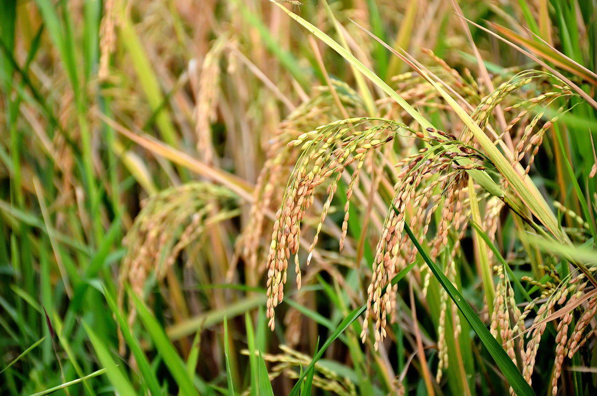 Rice Plant