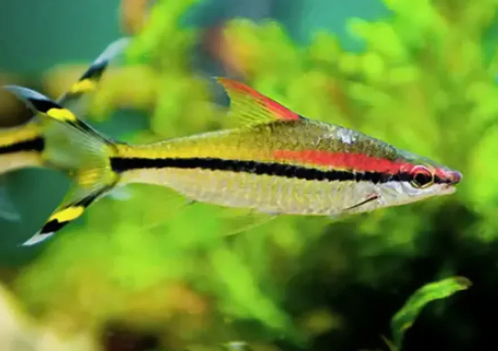 Roseline Barb (Denison Barb)