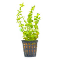 Rotala Green