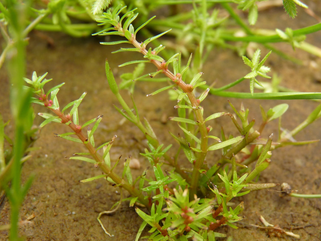Rotala Pusilla