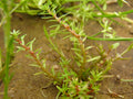 Rotala Pusilla