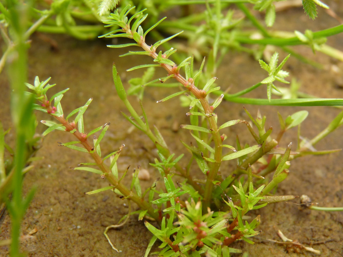 Rotala Pusilla