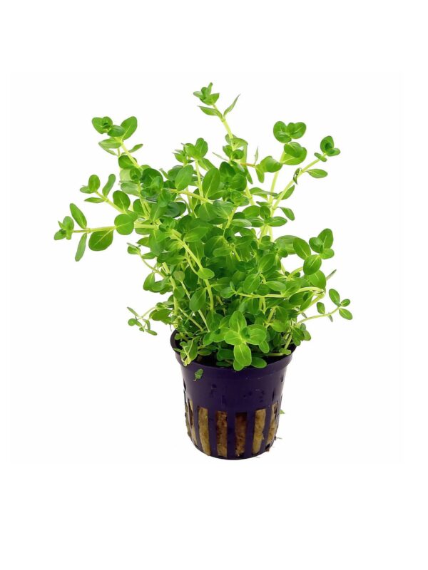 Rotala Rotundafolia