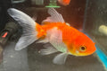 Sarassa Fantails assorted