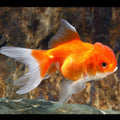 Sarassa Oranda