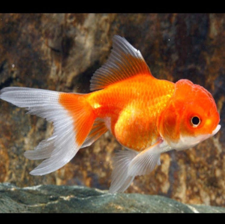 Sarassa Oranda