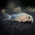 Similis Corydoras