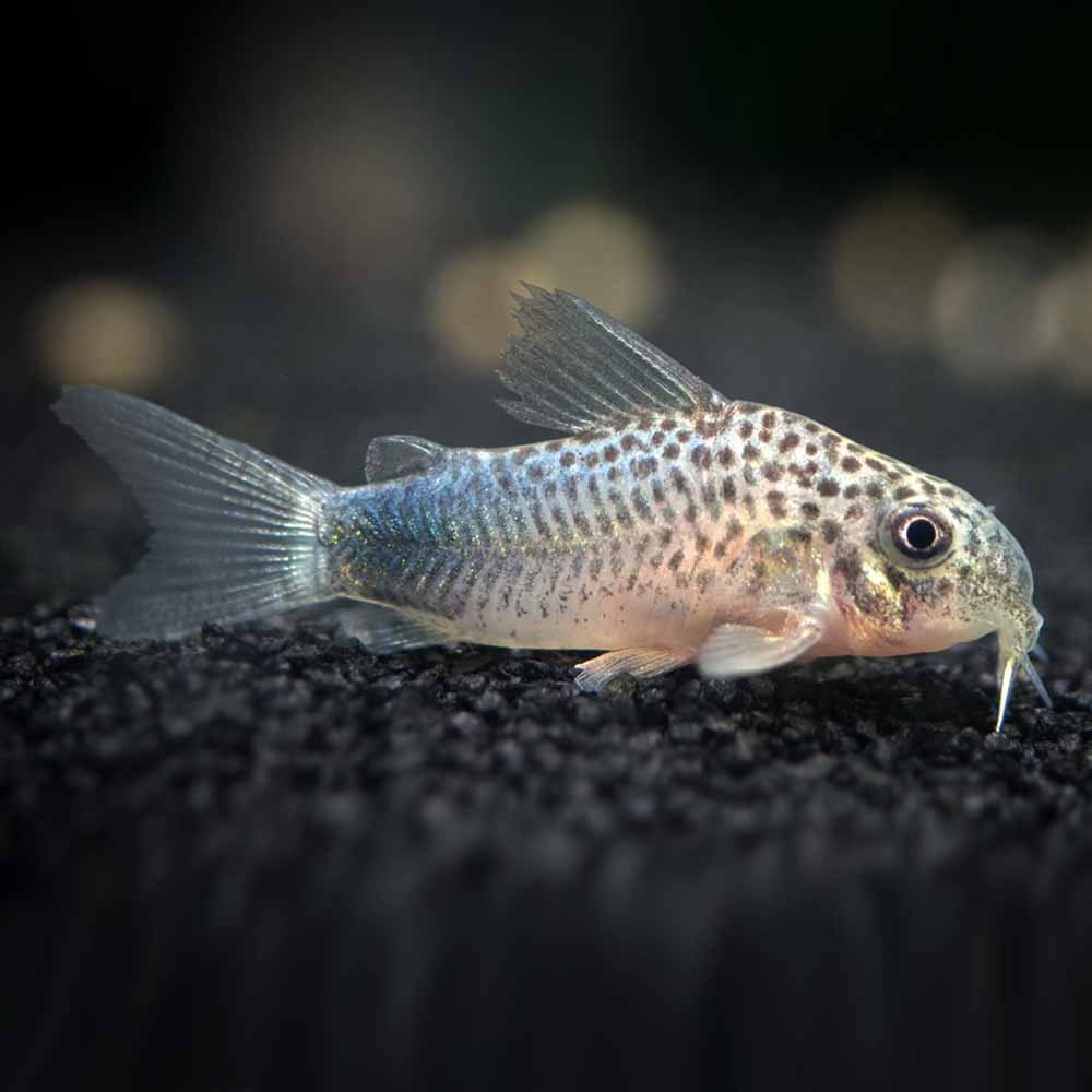 Similis Corydoras