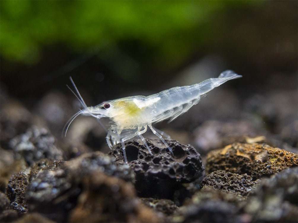 Snowball Shrimp (Neocaridina)