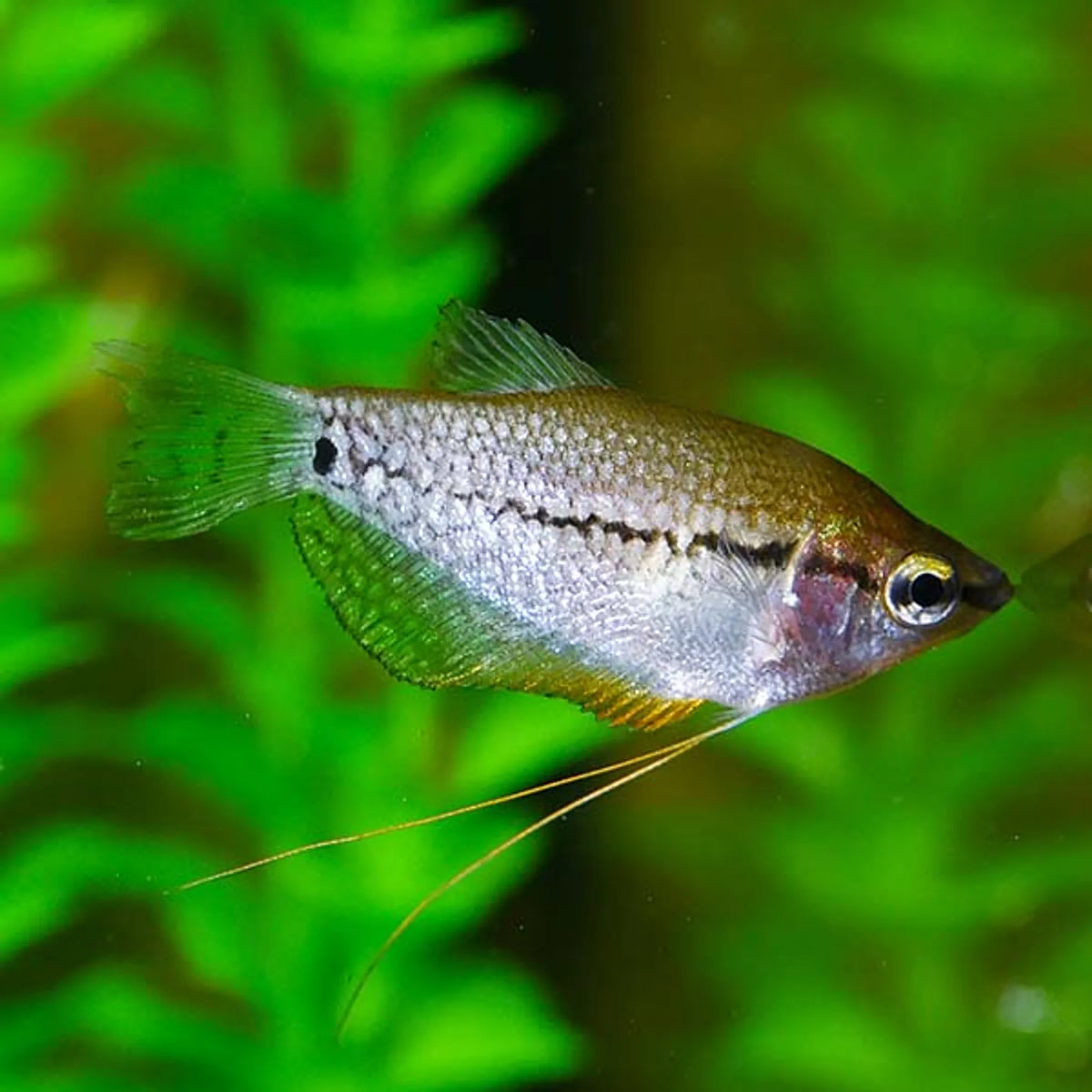 Sparkling Pygmy Gourami