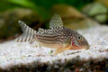 Sterbai Corydoras