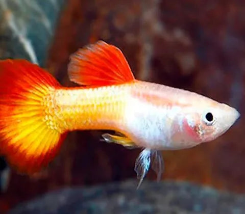 Sunset Guppy MALES