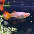 Sunset Guppy FEMALES