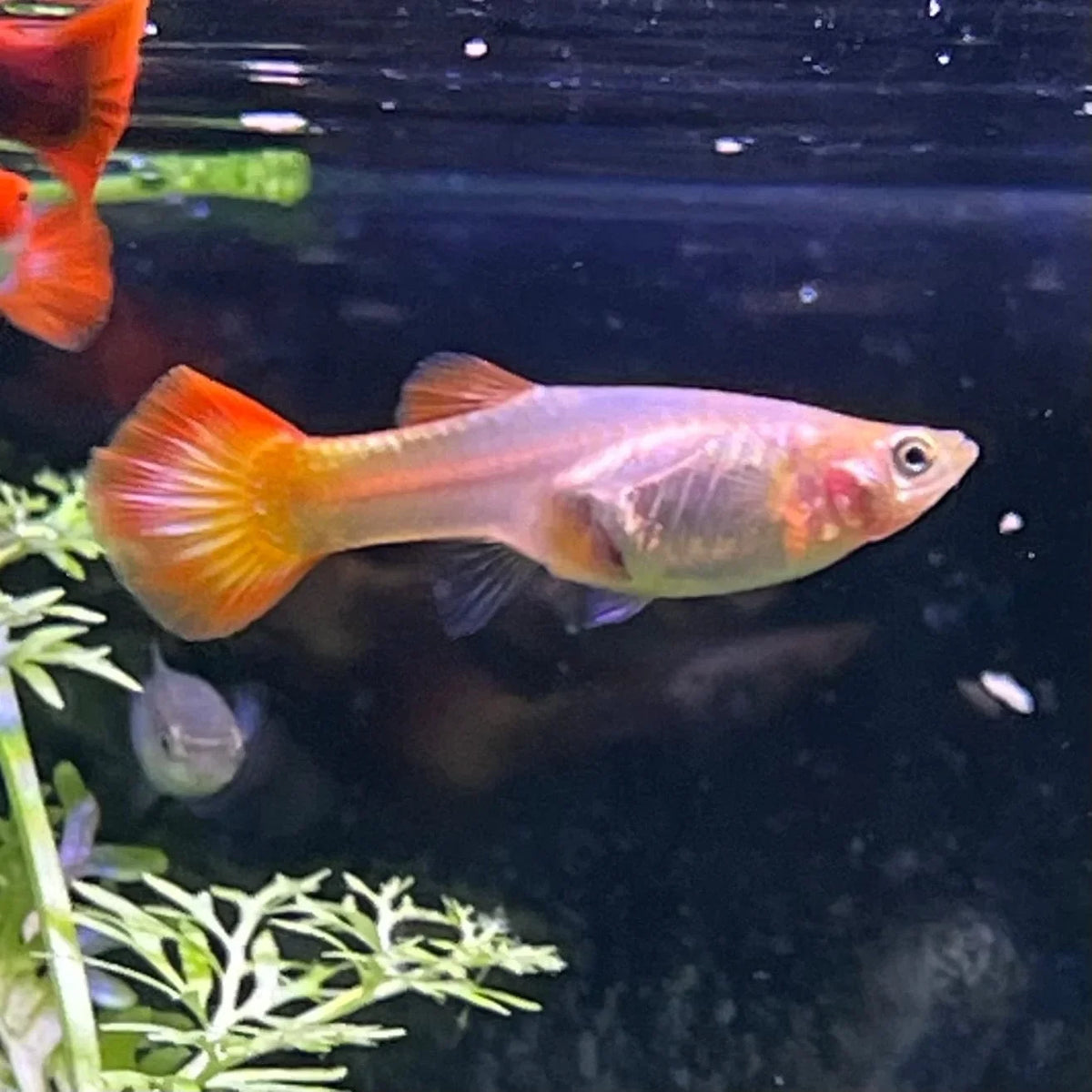 Sunset Guppy FEMALES