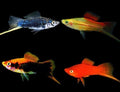 Swordtail assorted