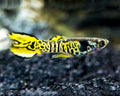 Tiger Endler