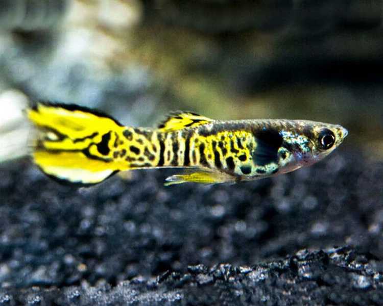 Tiger Endler