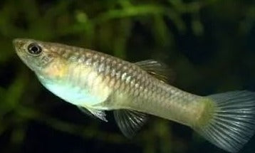 Tiger Endler