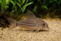 Trilineatus Corydoras