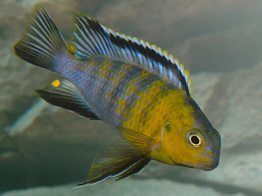 Tropheops Red Cheek