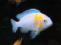 Tropheops Red Cheek Albino